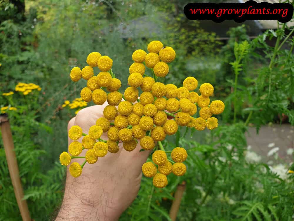 Tansy plant flower