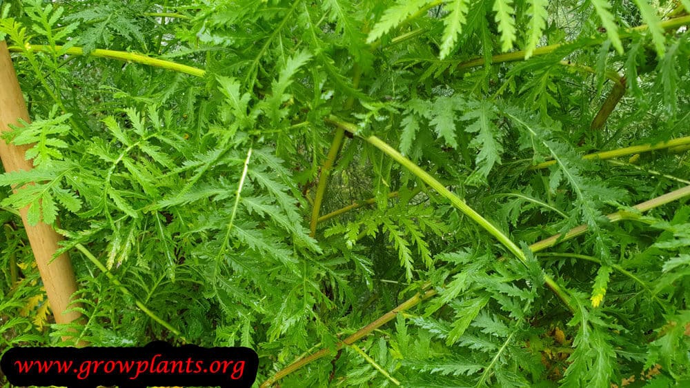 Tansy plant growing information