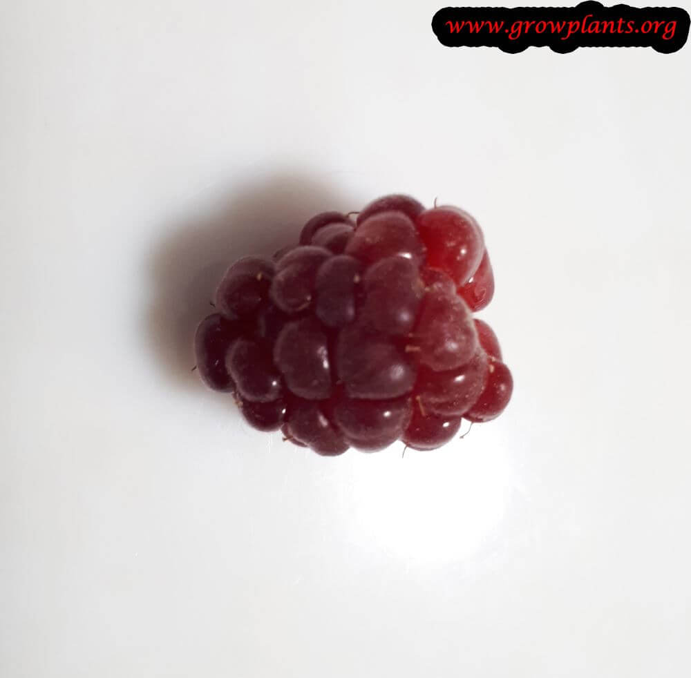 Tayberry fruit