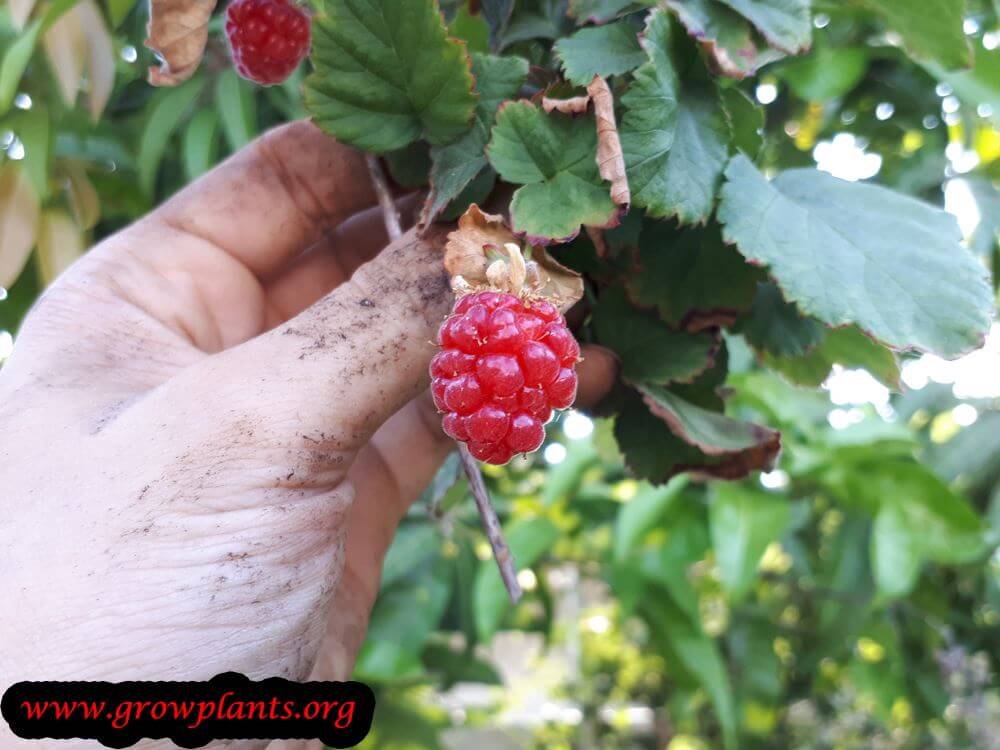 Tayberry fruits season