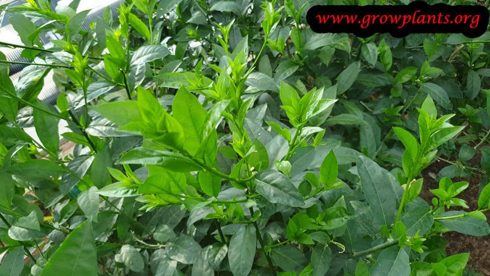 Tea plant harvest