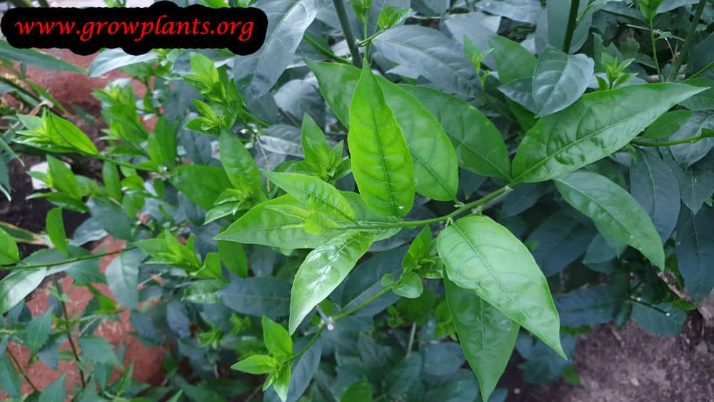 Tea plant growing information