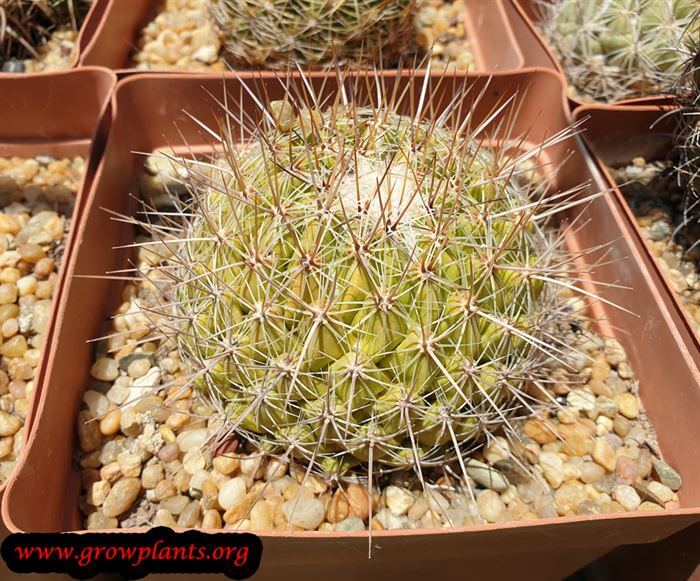 Thelocactus conothelos cactus