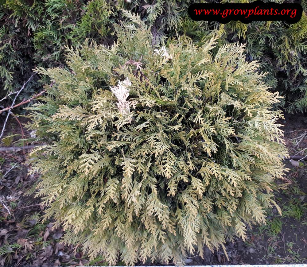 Thuja occidentalis plant care