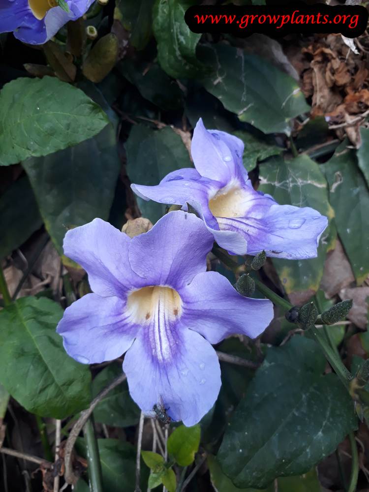 Thunbergia laurifolia blooming