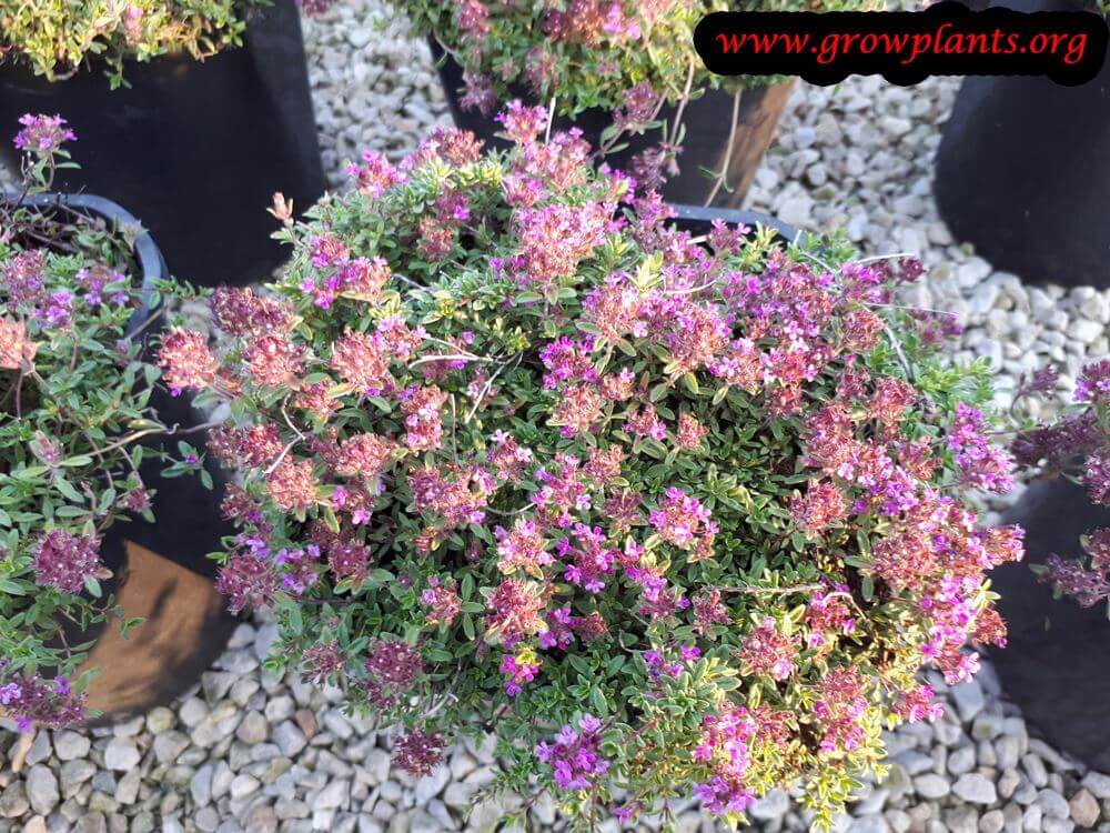 Thymus praecox flowers season