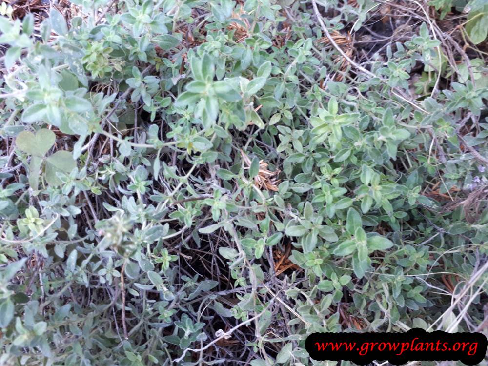 Growing Thymus pulegioides
