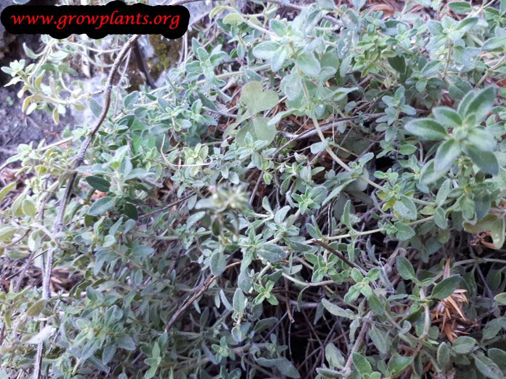 Thymus pulegioides leaves harvesting