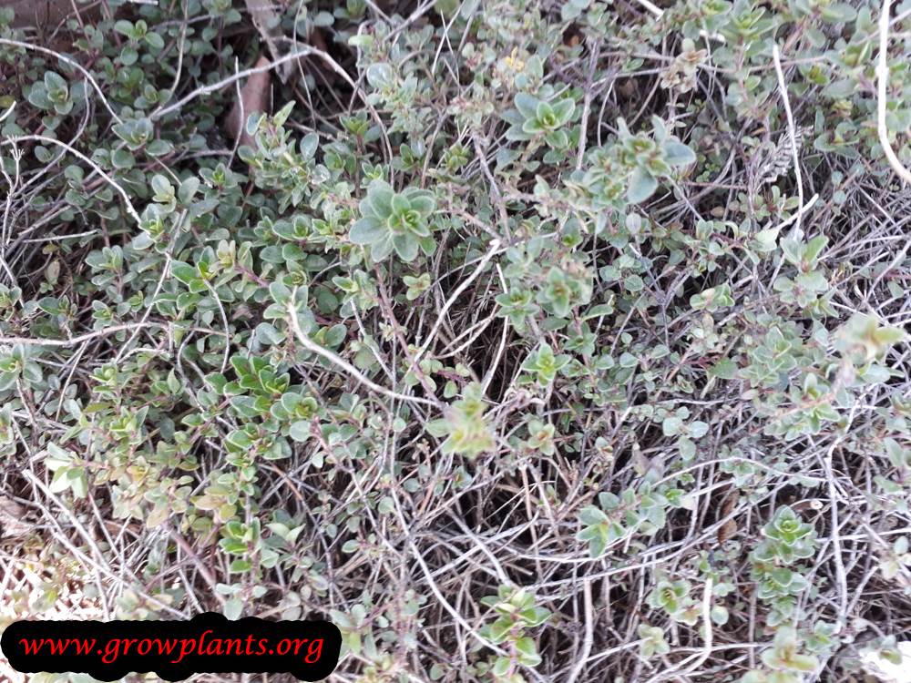 Growing Thymus serpyllum