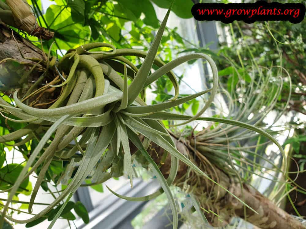 Tillandsia leonamiana plant care