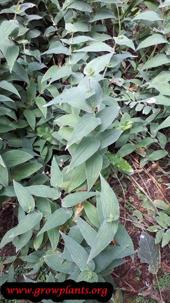 Toad lily plant care