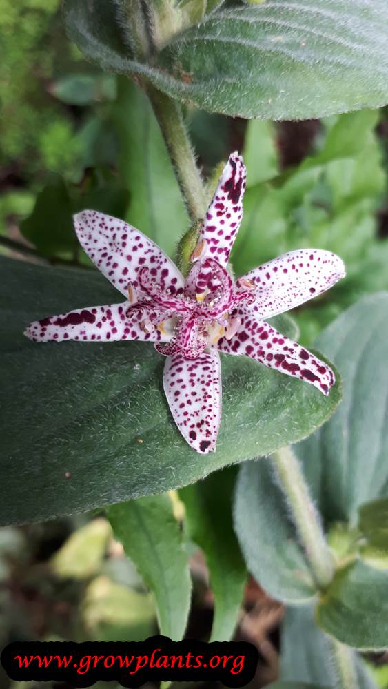 Toad lily plant care and grow