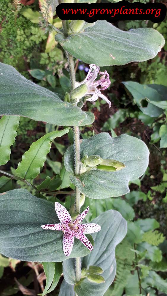 Growing Toad lily