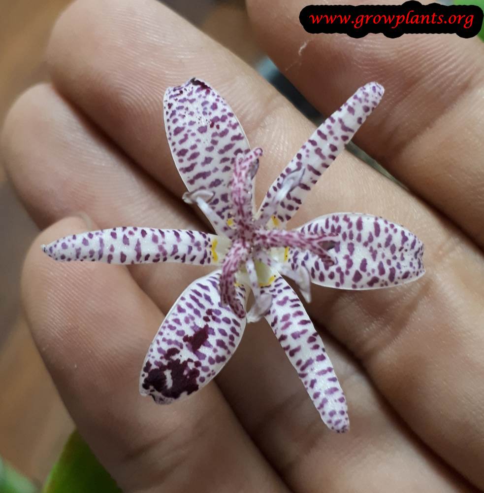 Toad lily cut flower