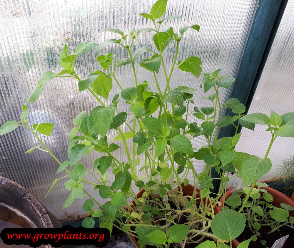 Growing Tomatillo plant