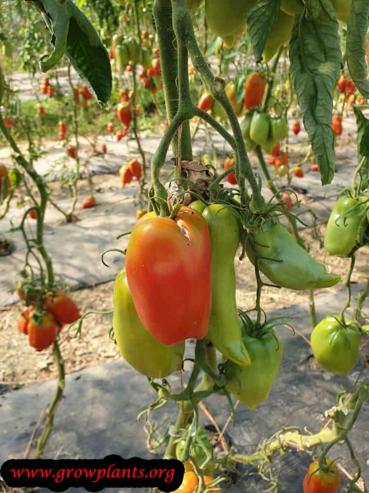 Grow and harvest Tomatos