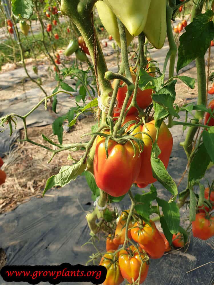 harvest Tomatos fruits