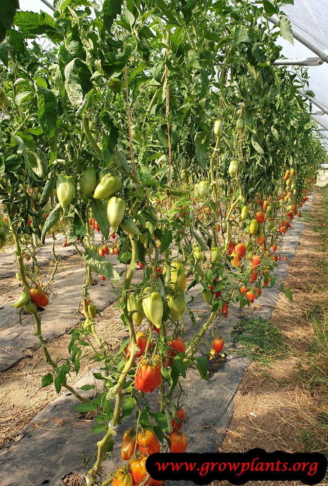 Tomatos plant trellising