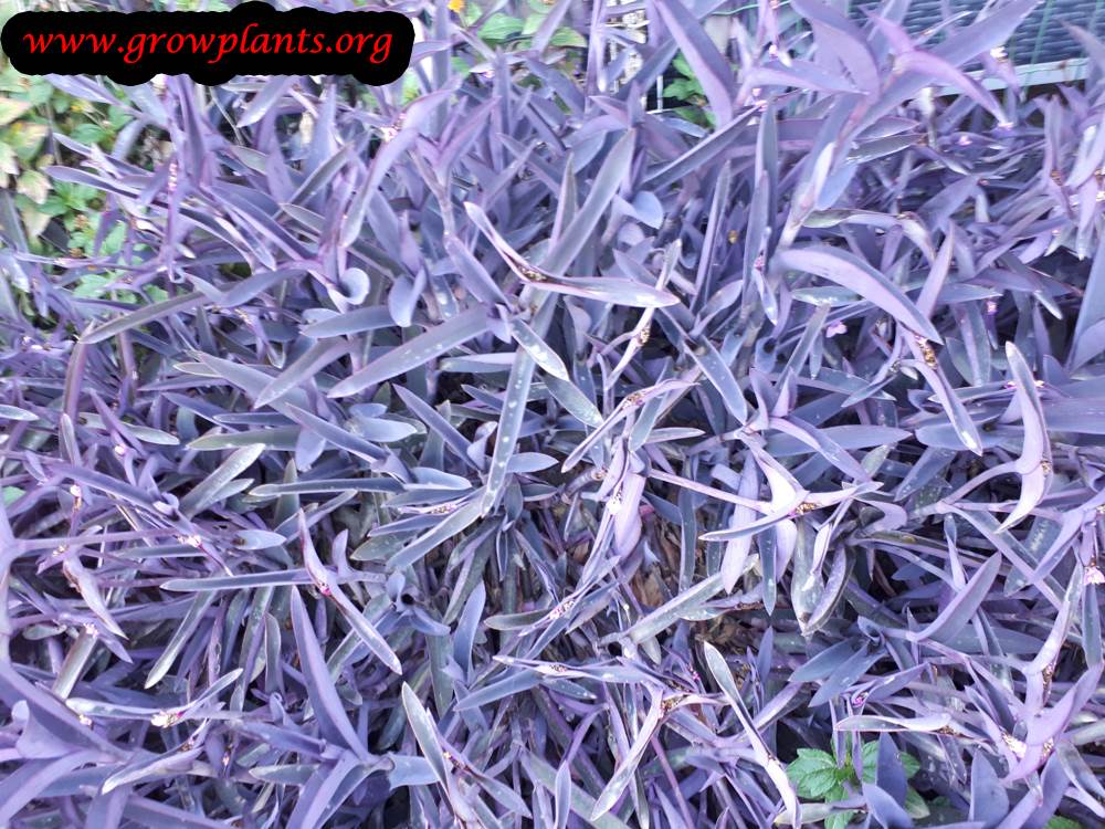 Tradescantia pallida purple leaves