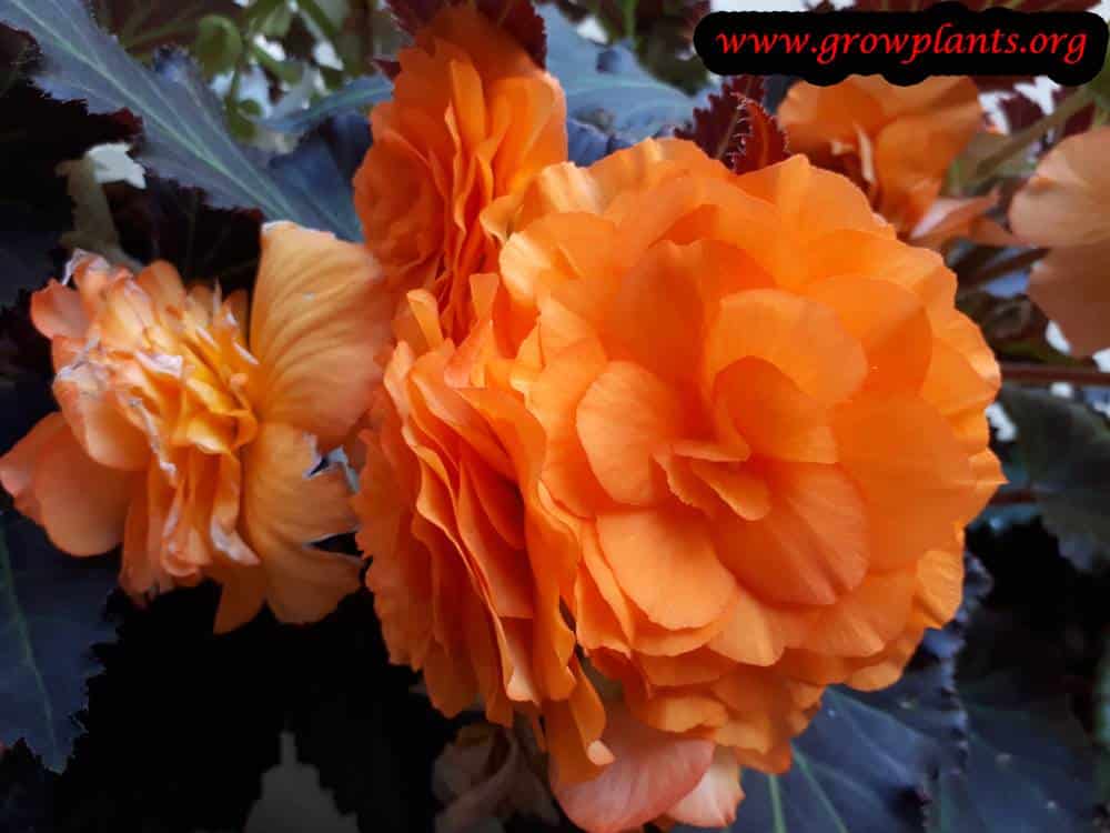 Orange Tuberous begonias