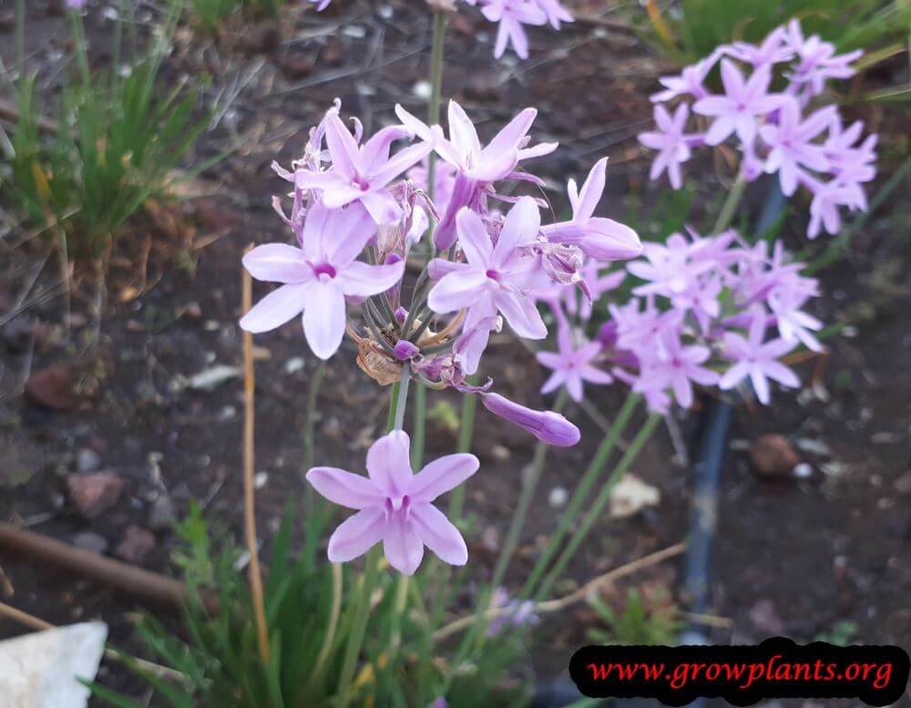Tulbaghia violacea growing and care