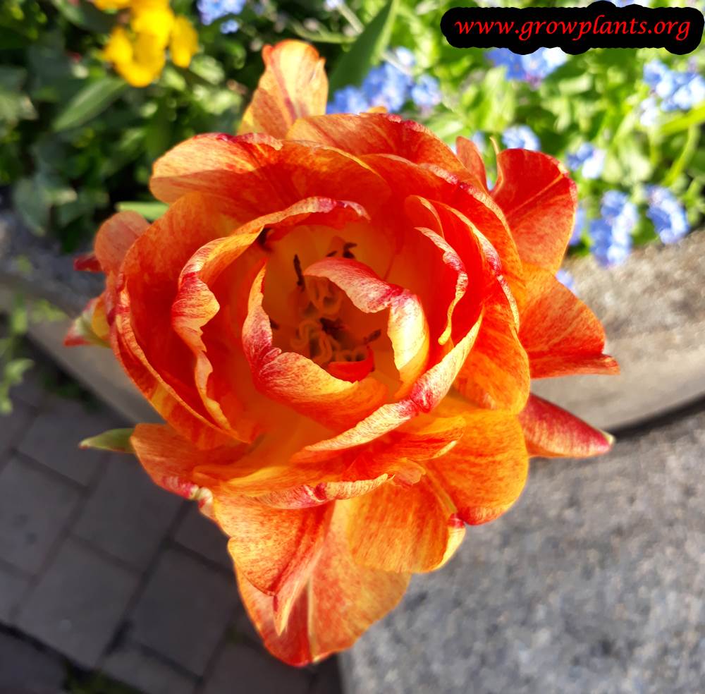 Tulip orange flower