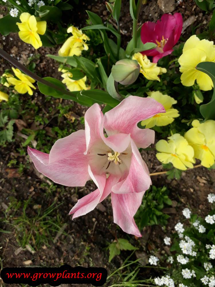 Tulip pink flower