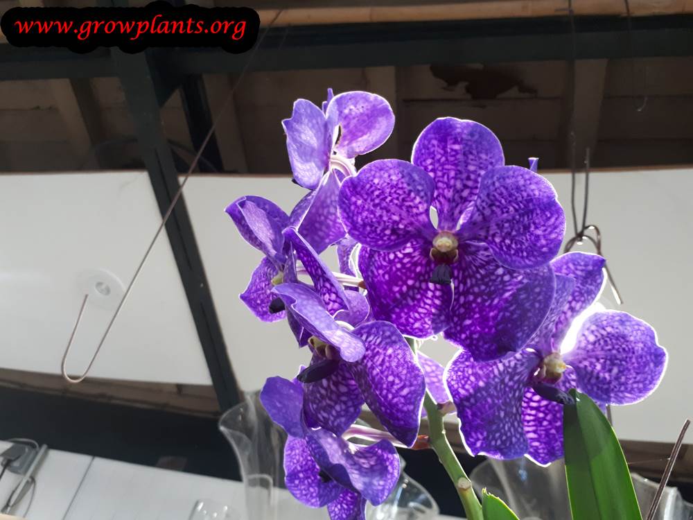 Vanda coerulea orchid care
