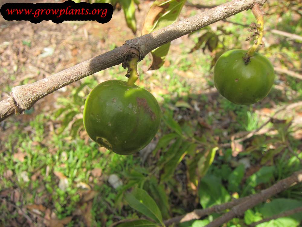 Vangueria madagascariensis fruits