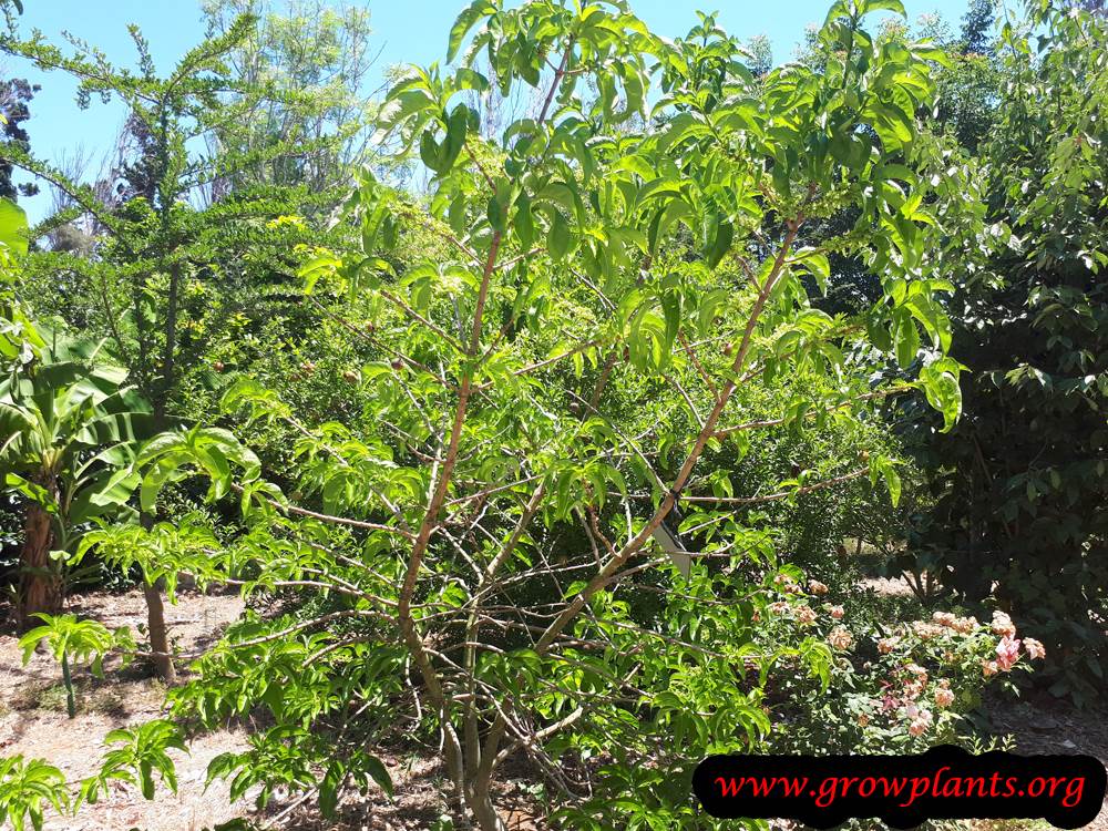 Vangueria madagascariensis tree
