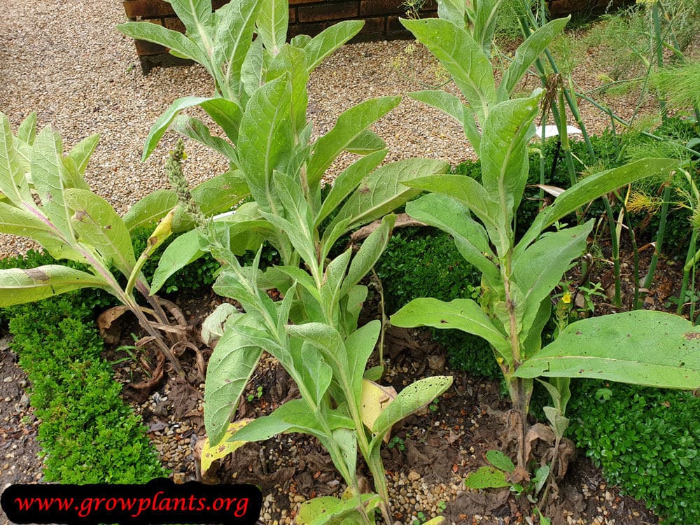 Verbascum thapsus plant care