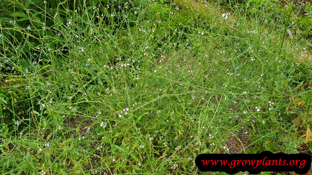 Verbena officinalis plant care