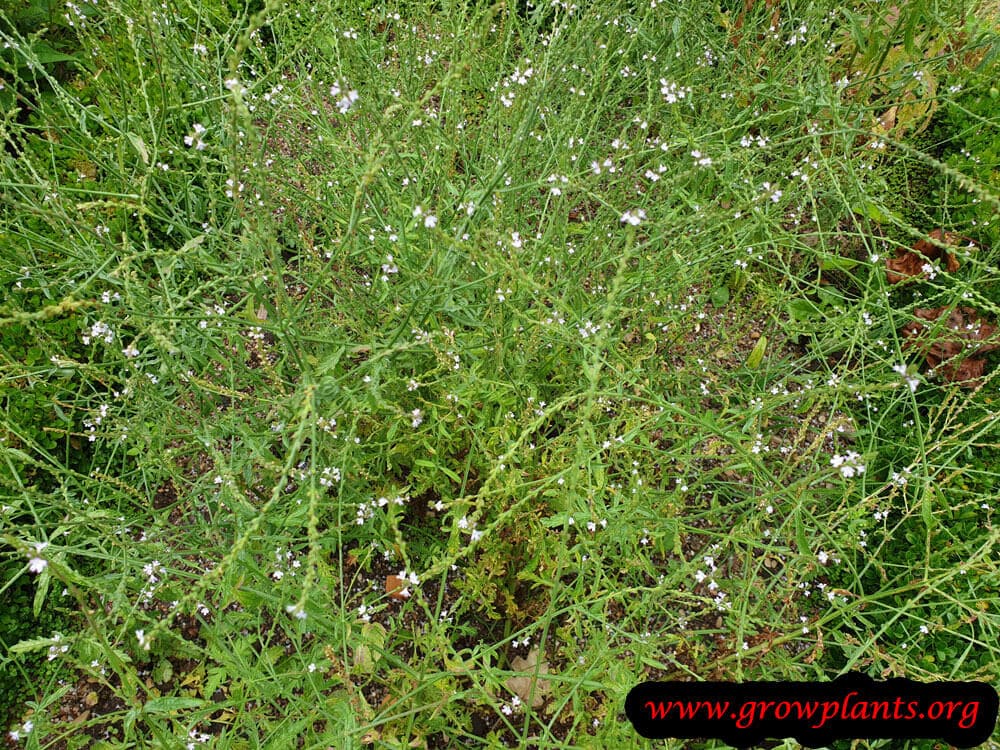 Verbena officinalis growing