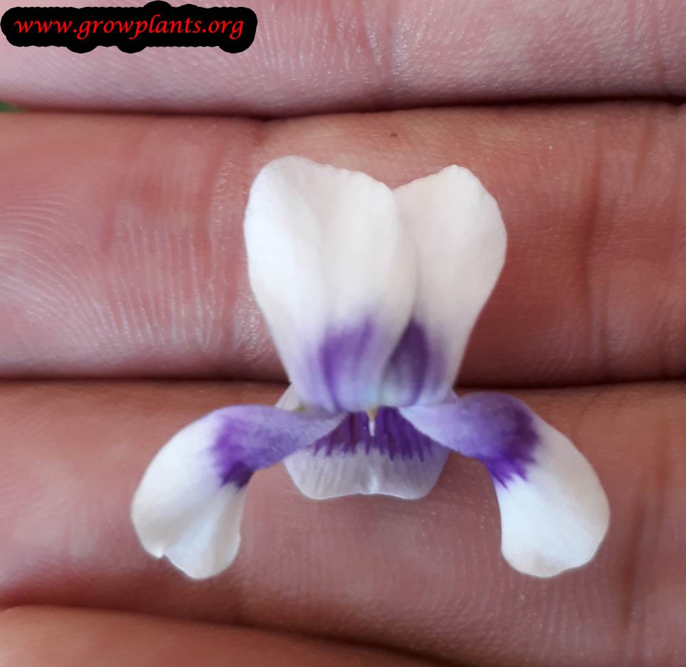 Viola hederacea flower