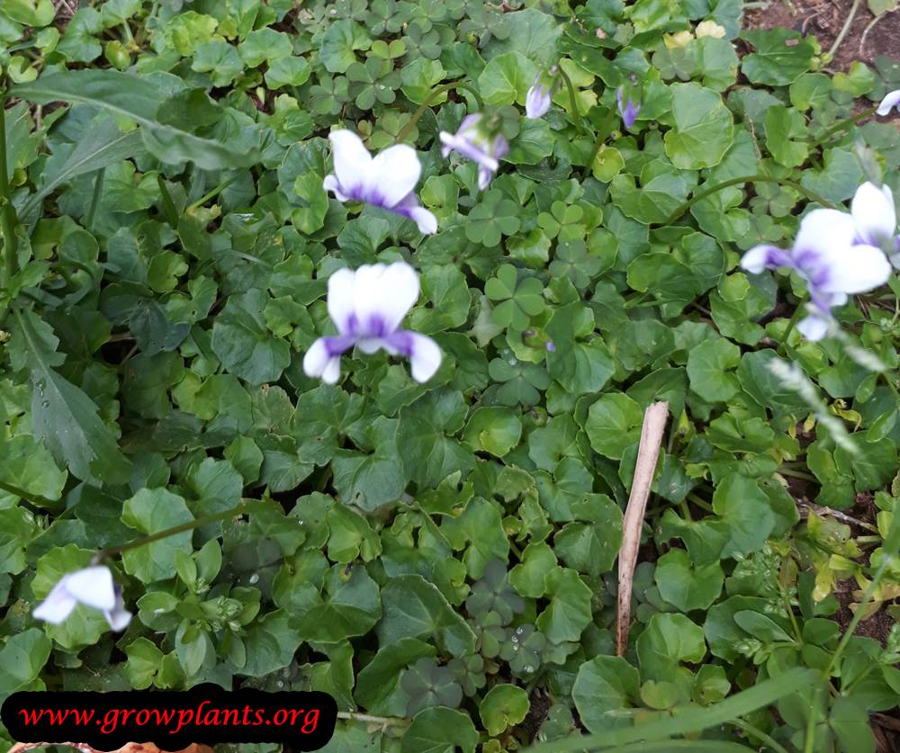 Viola hederacea ground cover