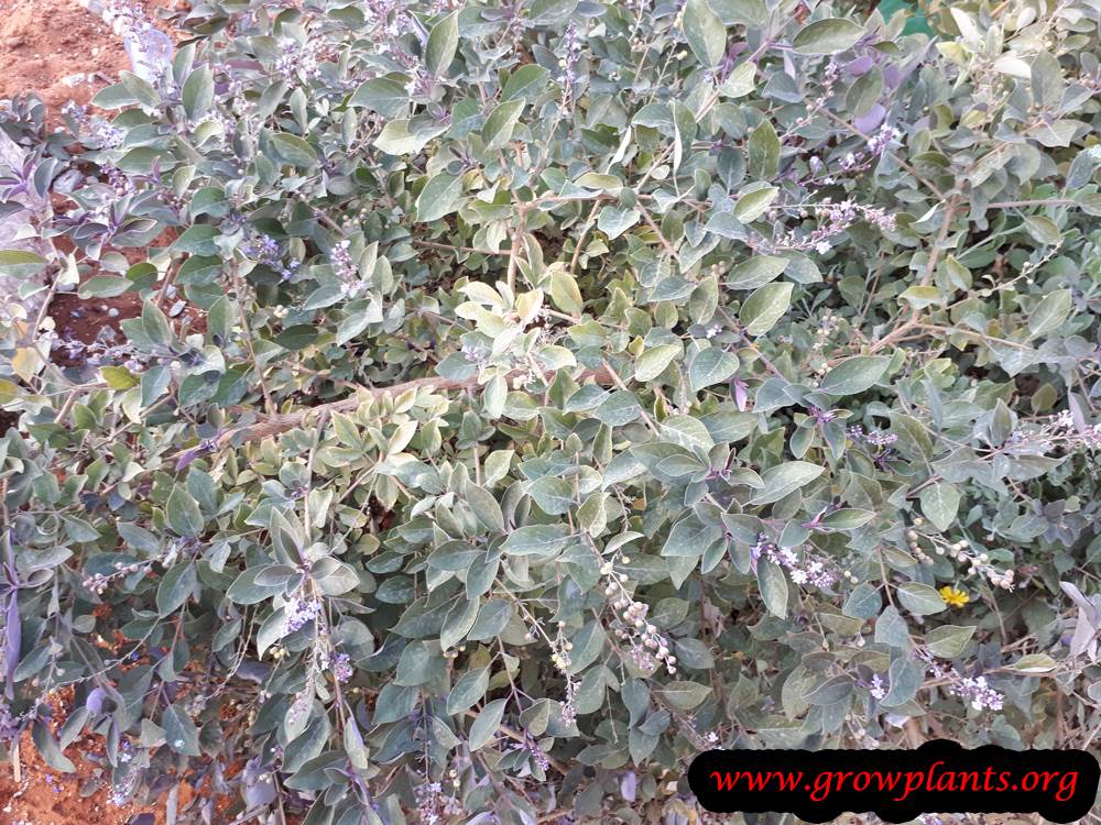 Vitex trifolia plant care