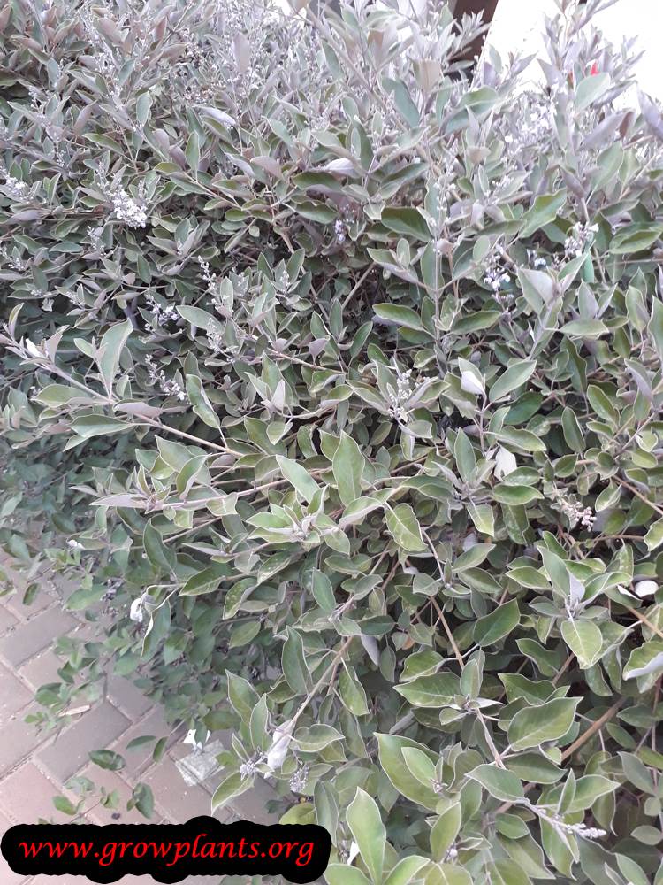 Growing Vitex trifolia plant