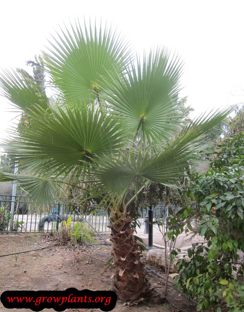 Washingtonia palm