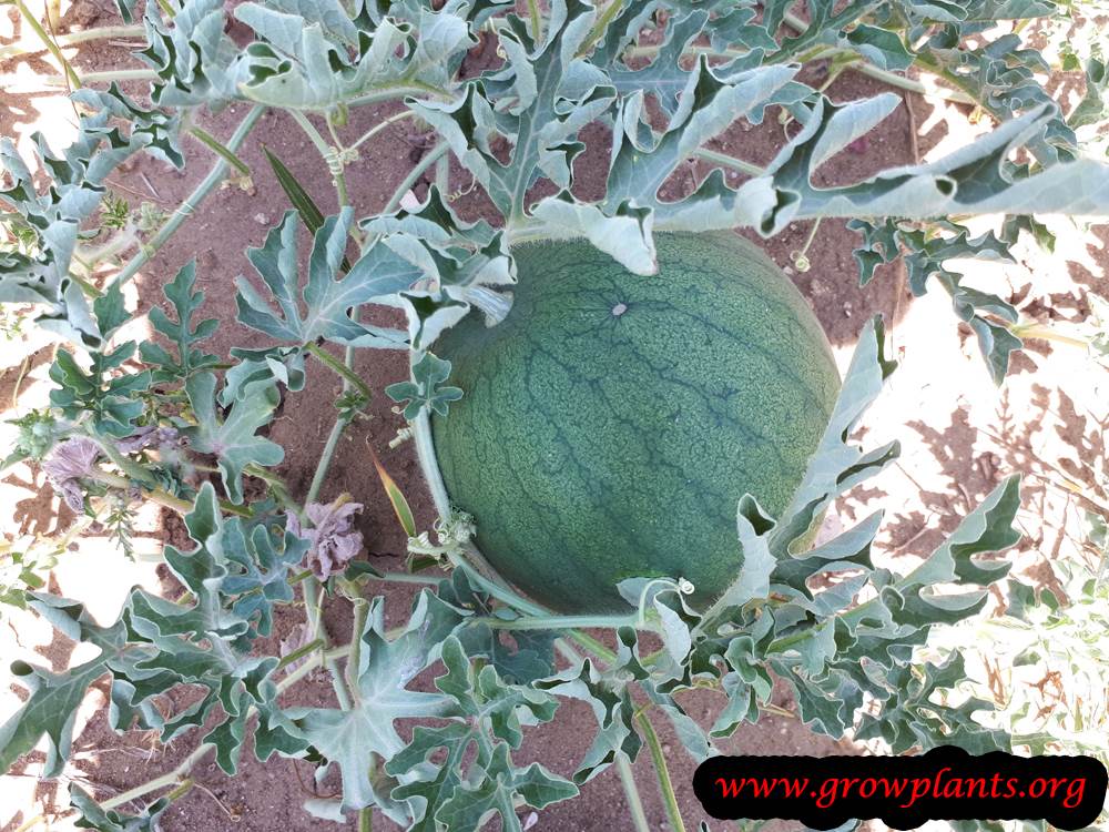 Watermelon plant fruit