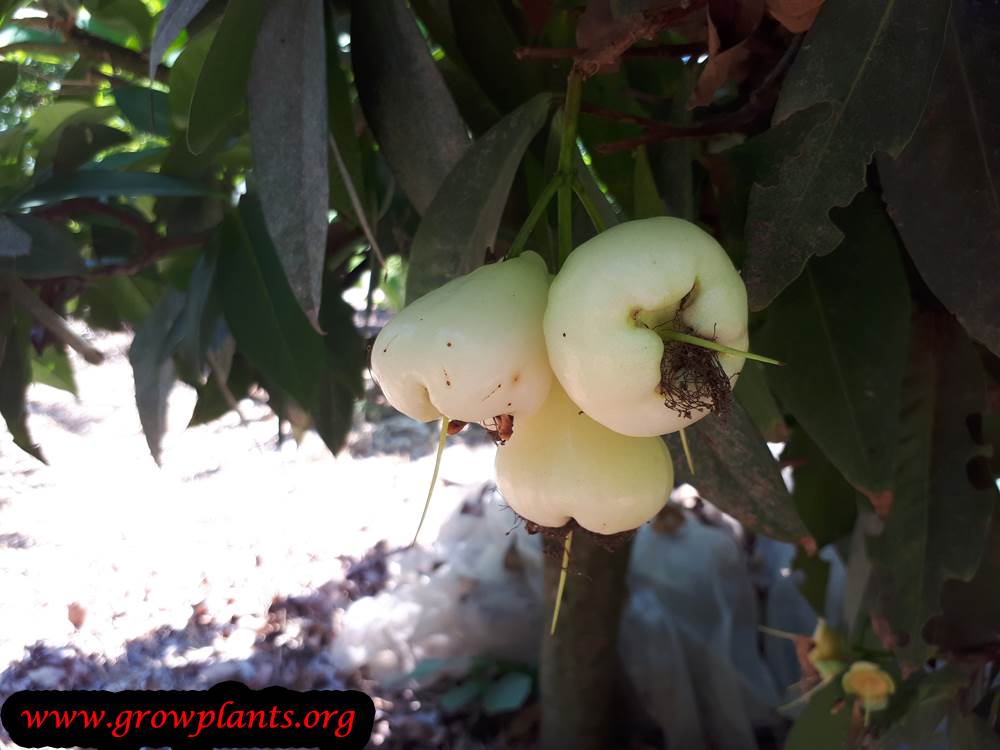 Wax apple tree harvest fruit