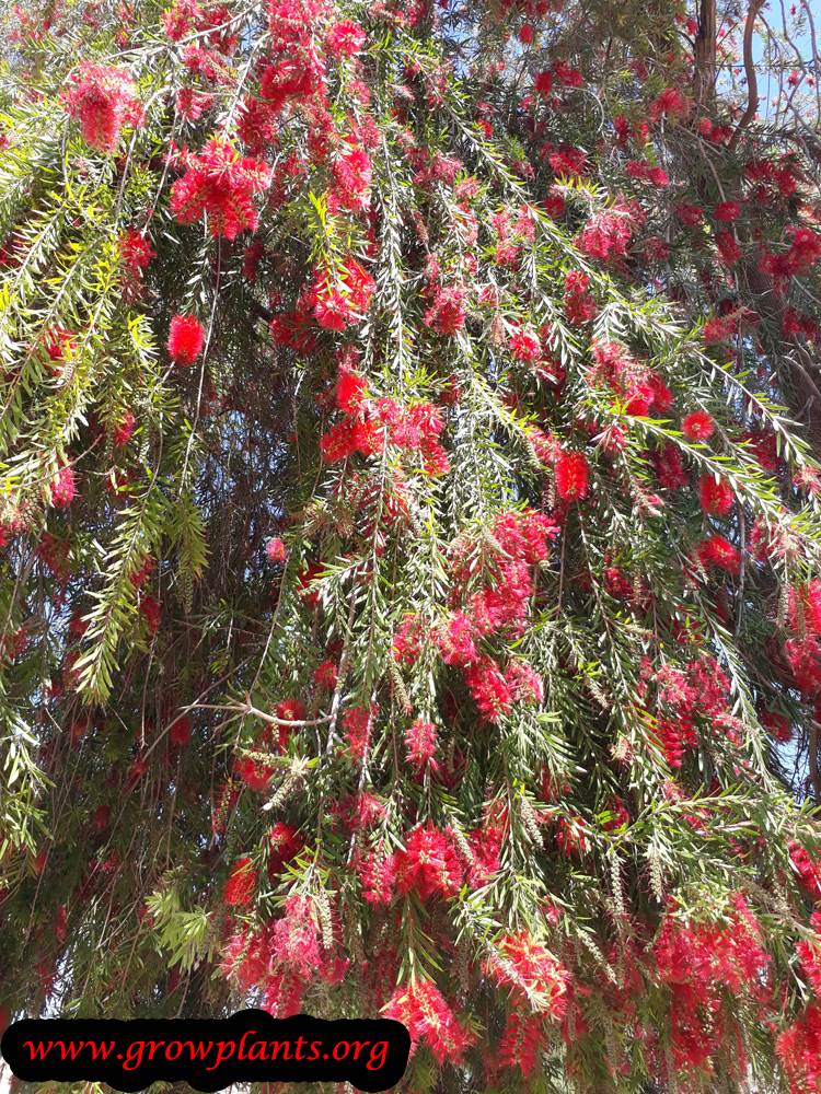 Weeping bottlebrush tree blooming season