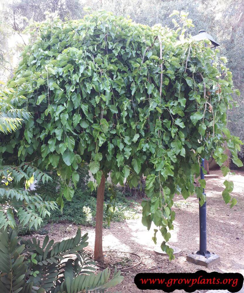 Weeping mulberry tree growing and care