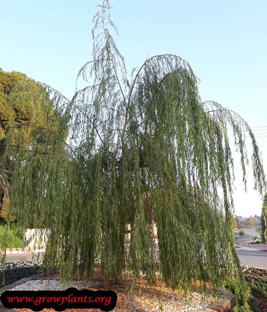 Weeping willow tree care