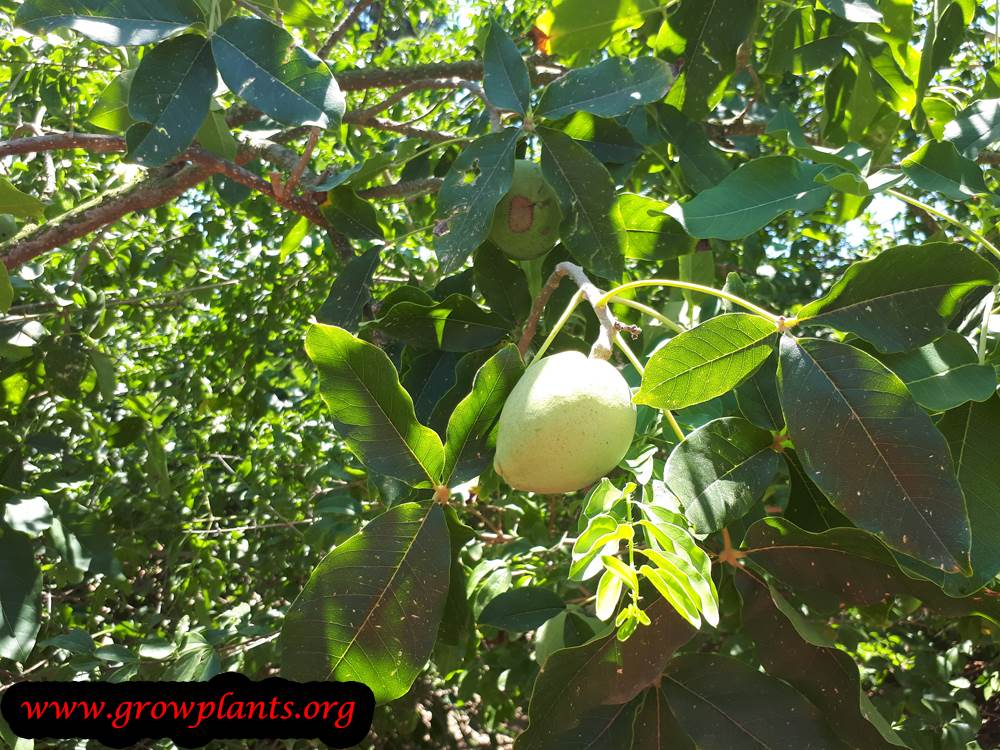 White Sapote tree planting season