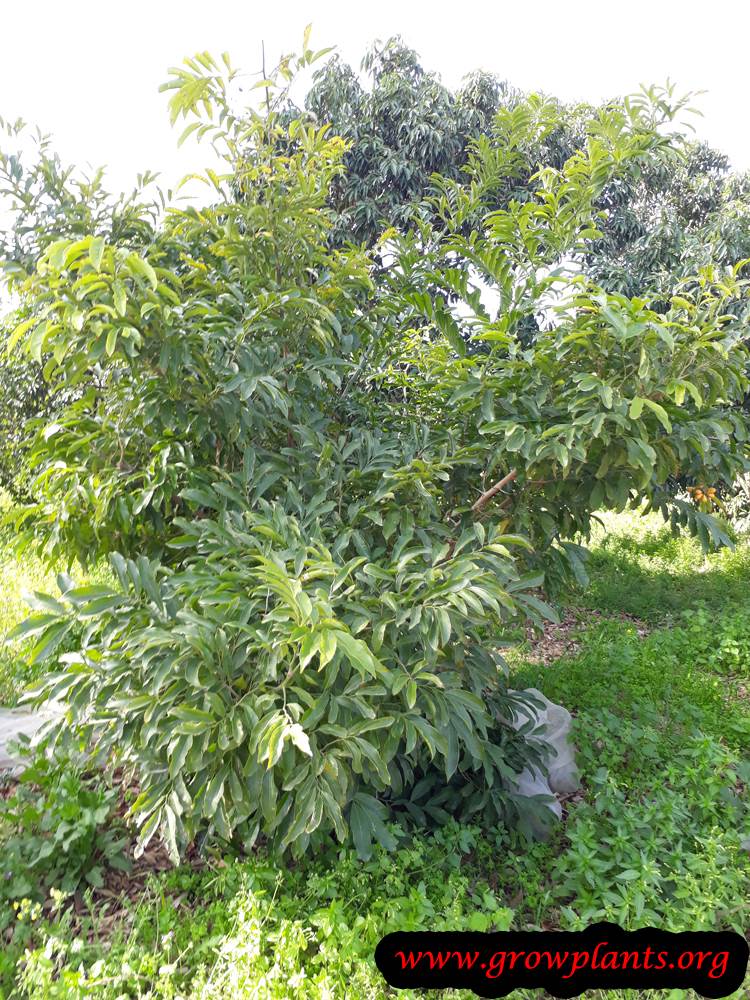 Growing Ylang ylang vine