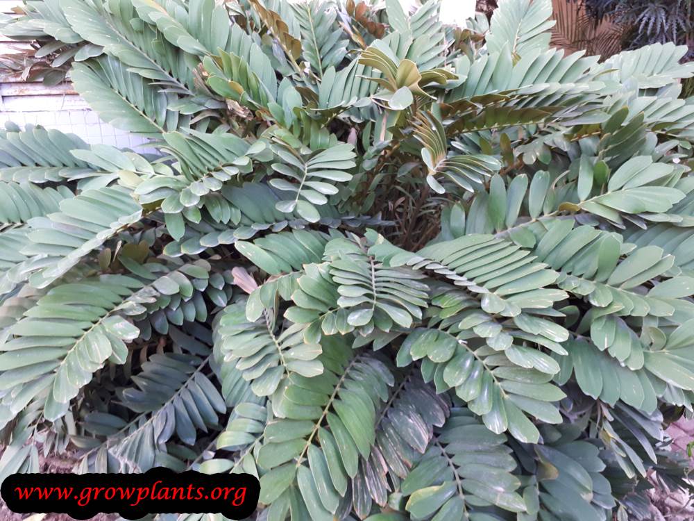 Zamia furfuracea plant care