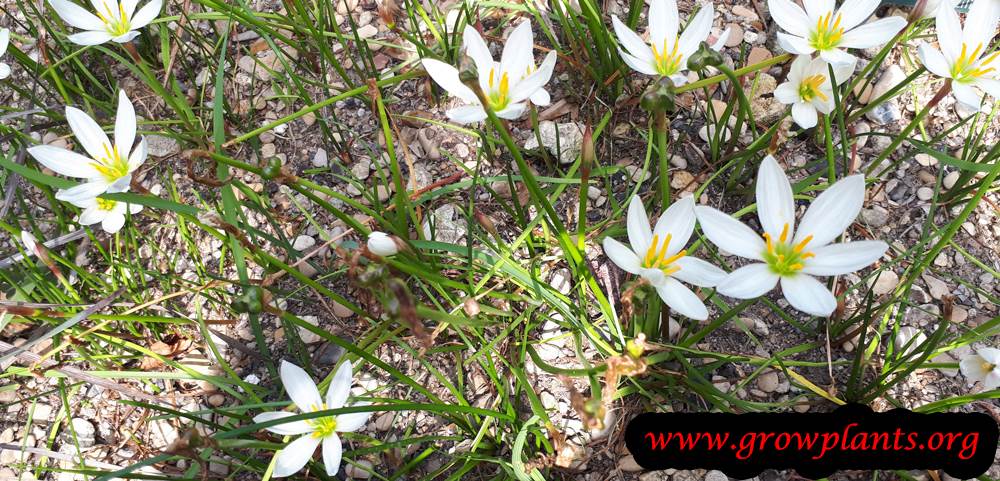 Growing Zephyranthes candida flowers