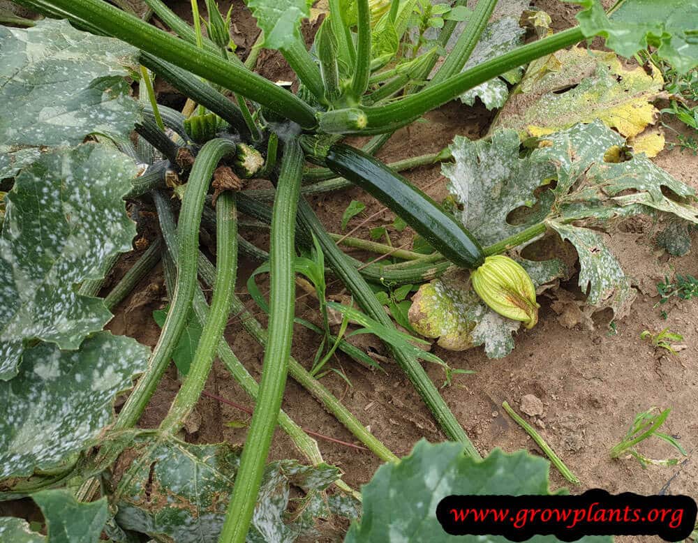 Zucchini plant harvest season